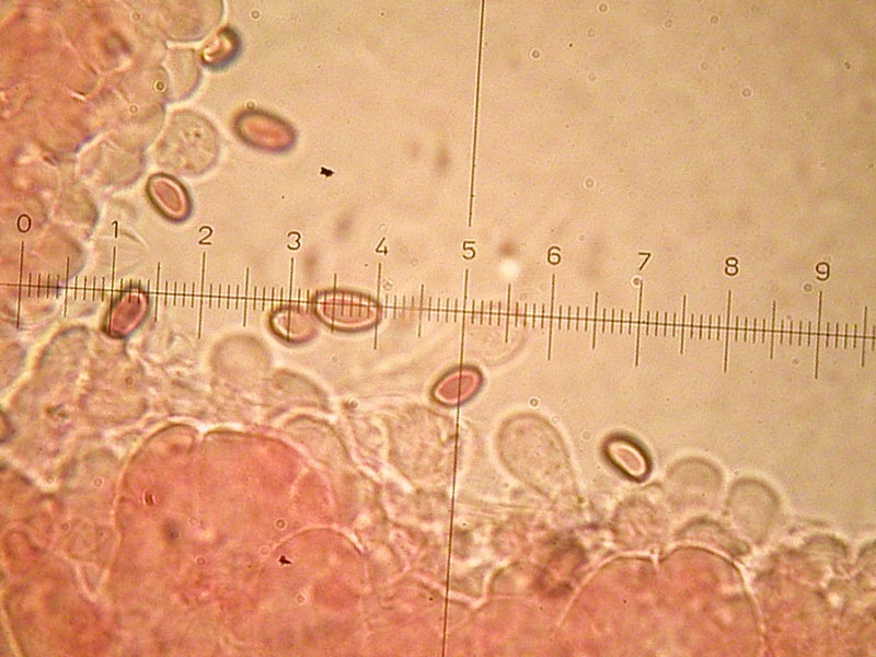 Psathyrella candolleana